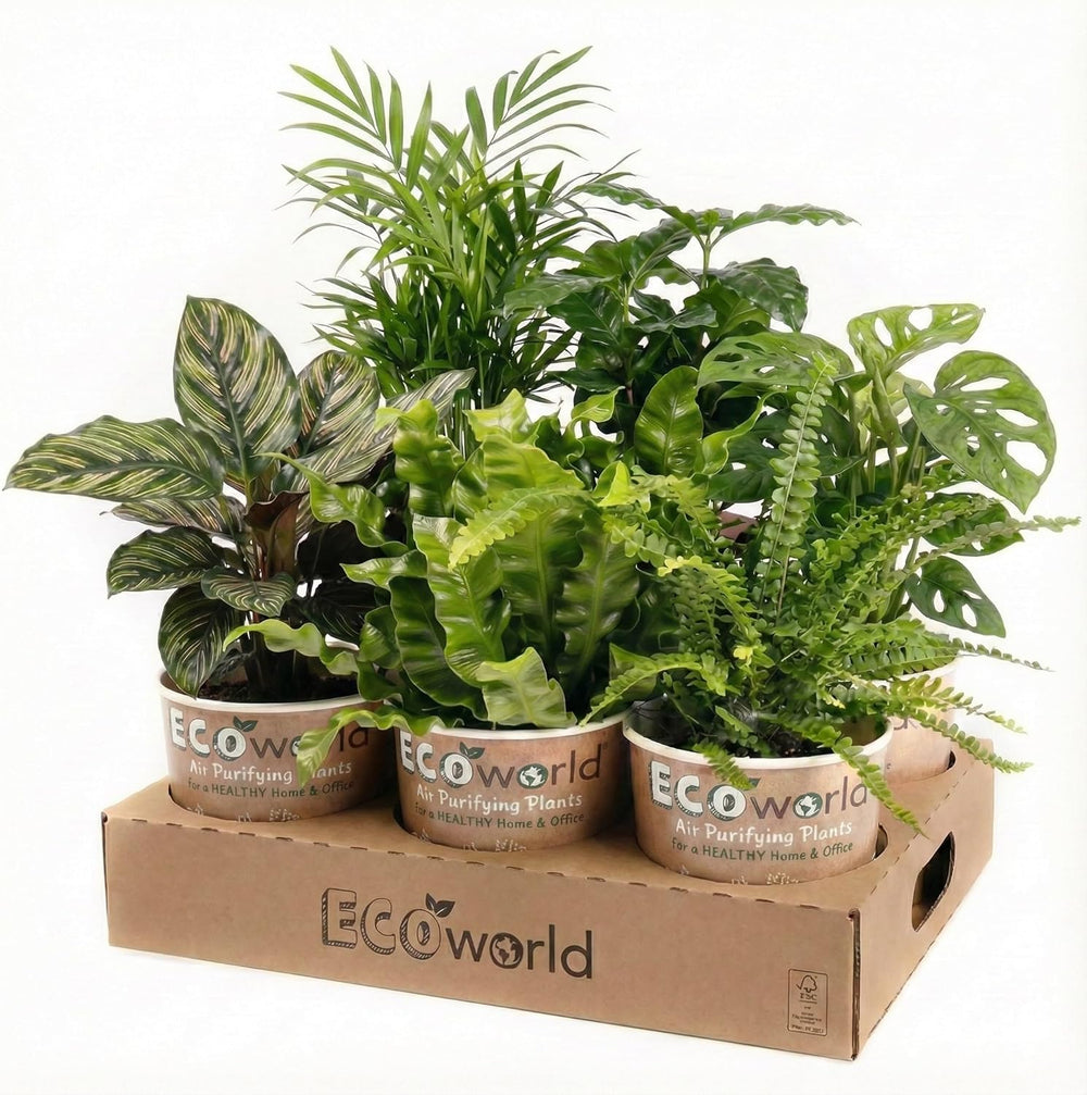 Vdvelde.Com - Luftreinigende Pflanzen 6 - Tierfreundliche Grüne Zimmerpflanzen - Einfacher Und Geringer Lichtbedarf - Ø12 Cm ↥Ca.40 Cm