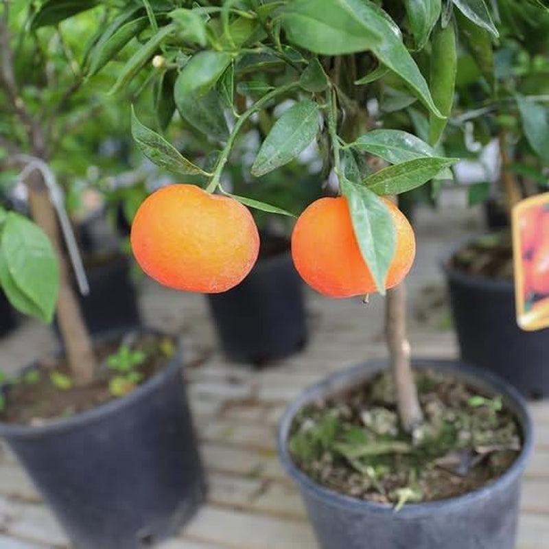 Clementine Zitrusfrüchte - Citrus Clementina - Obstpflanze Auf Blumentopf 22 - Baum Max 70 Cm - Anbau Italien