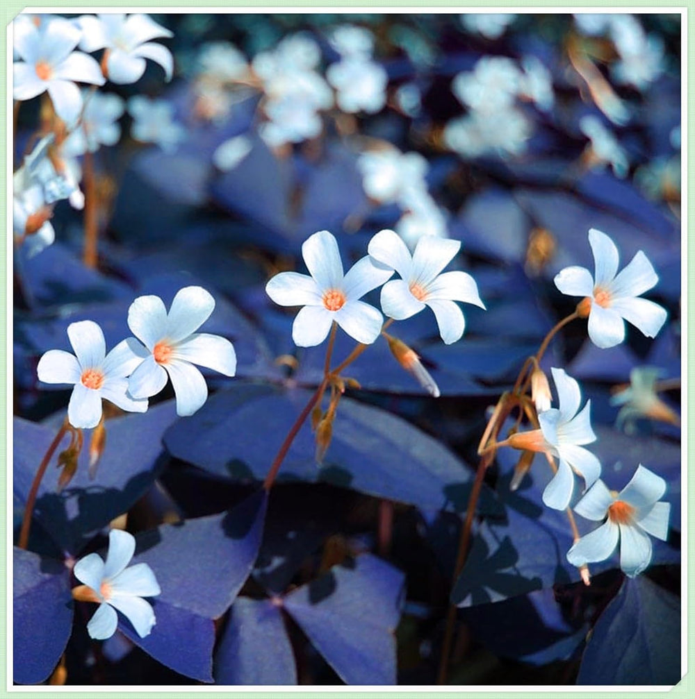 Mélange de bulbes de fleurs, ampoule magique mystère, plantation rustique, bulbe de fleurs vivaces résistant à l’hiver, bulbes rustiques - 3 bulbes d’orchidées