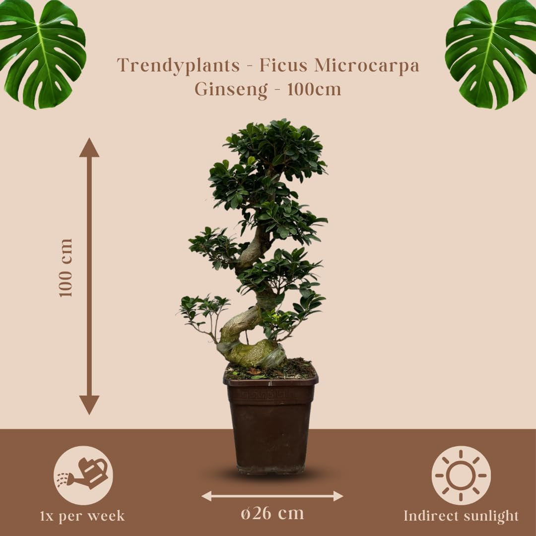 Trendyplants - Ficus Microcarpa Ginseng - Bonsai - Zimmerpflanze - Höhe 70-90 Cm - Topfgröße Ø23Cm