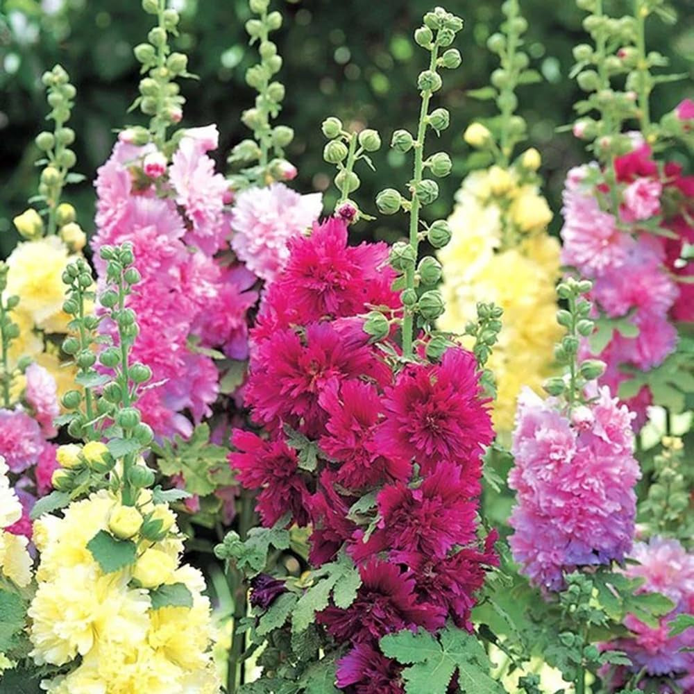 Stockrose - Stockrosensamen Kletterpflanzen Steingartenpflanzen Stockrosen Frühlingsblume Winterharte Kübelpflanzen Seltene Zimmerpflanzen Bodendecker Blumensamen Mehrjährig Winterhart 400Samen