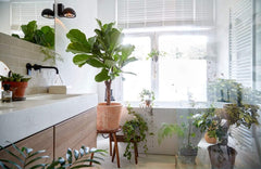 Bloomique - 2Er Set - Ficus Lyrata - Geigenfeige - Zimmerpflanzen Groß - Pflegeleicht - Luftreinigend - Höhe 60-70 Cm - Topf 17 Cm