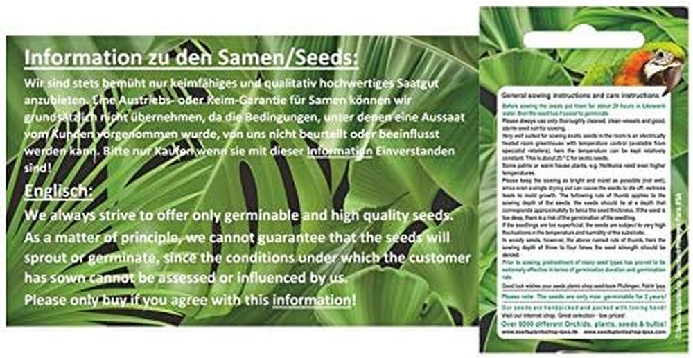 Stk - 10X Cleome Arborea Strauch Garten Pflanzen - Samen ID1198 -
