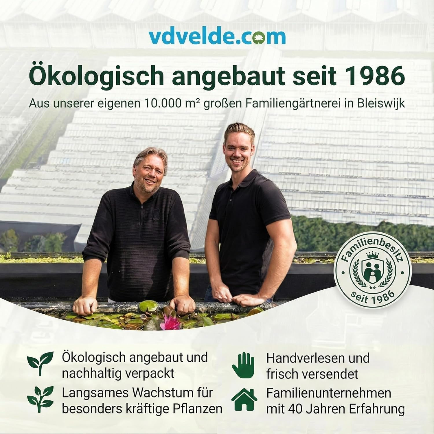 Luftreinigende Pflanzen – 6Er Set Echte Zimmerpflanzen Mit Seegras Töpfen – Tierfreundliche Und Pflegeleichte Grünpflanzen – Ideal Für Wenig Licht – Ø 12 Cm ↥ 40 Cm