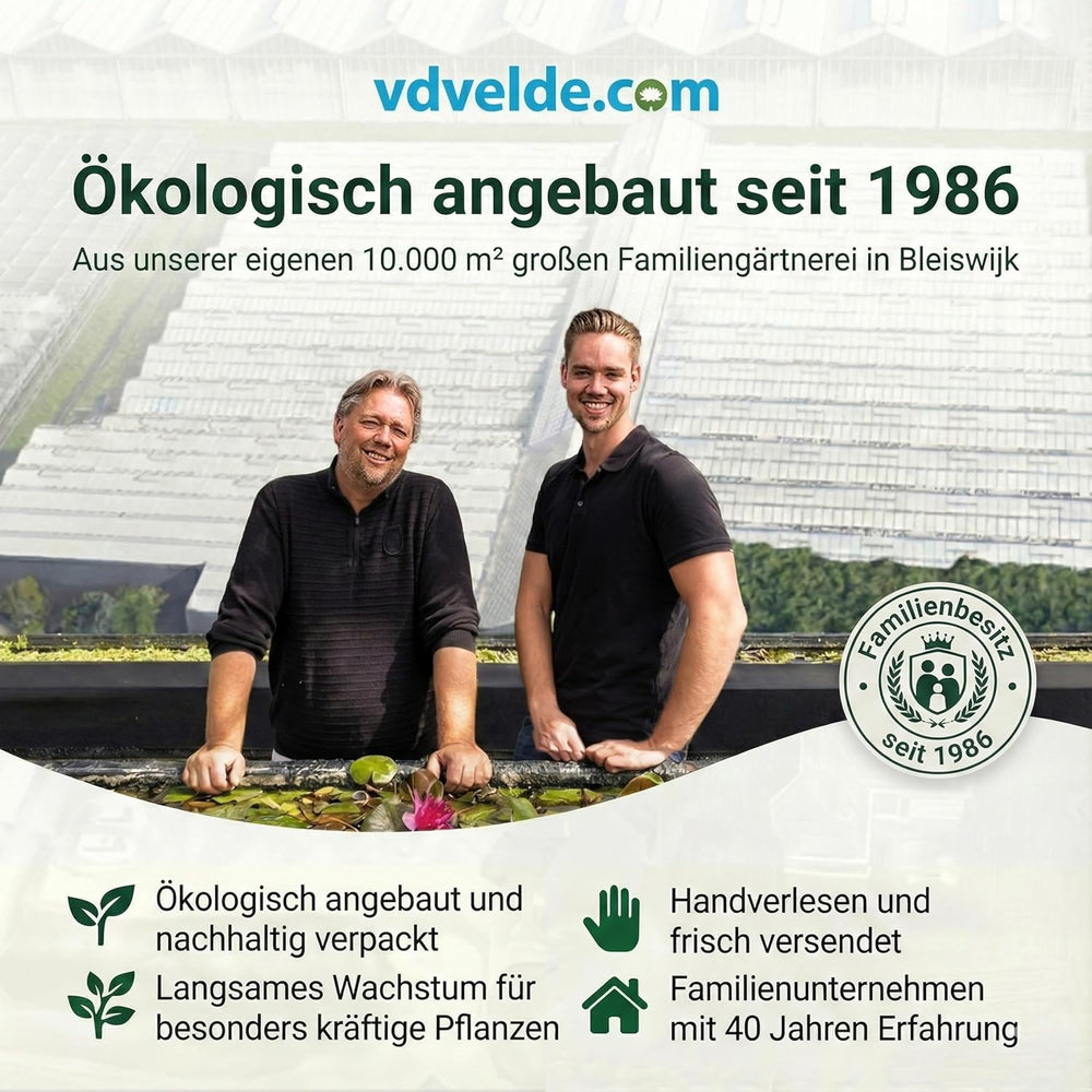 Vdvelde.Com - Luftreinigende Pflanzen 6 - Tierfreundliche Grüne Zimmerpflanzen - Einfacher Und Geringer Lichtbedarf - Ø12 Cm ↥Ca.40 Cm