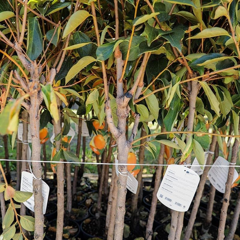 Kakibaum — Vainiglia Vaniglia — Obstpflanze Im Topf Ø 24-26 Cm — Max. Höhe 170-180 — 4 Jahre Alt