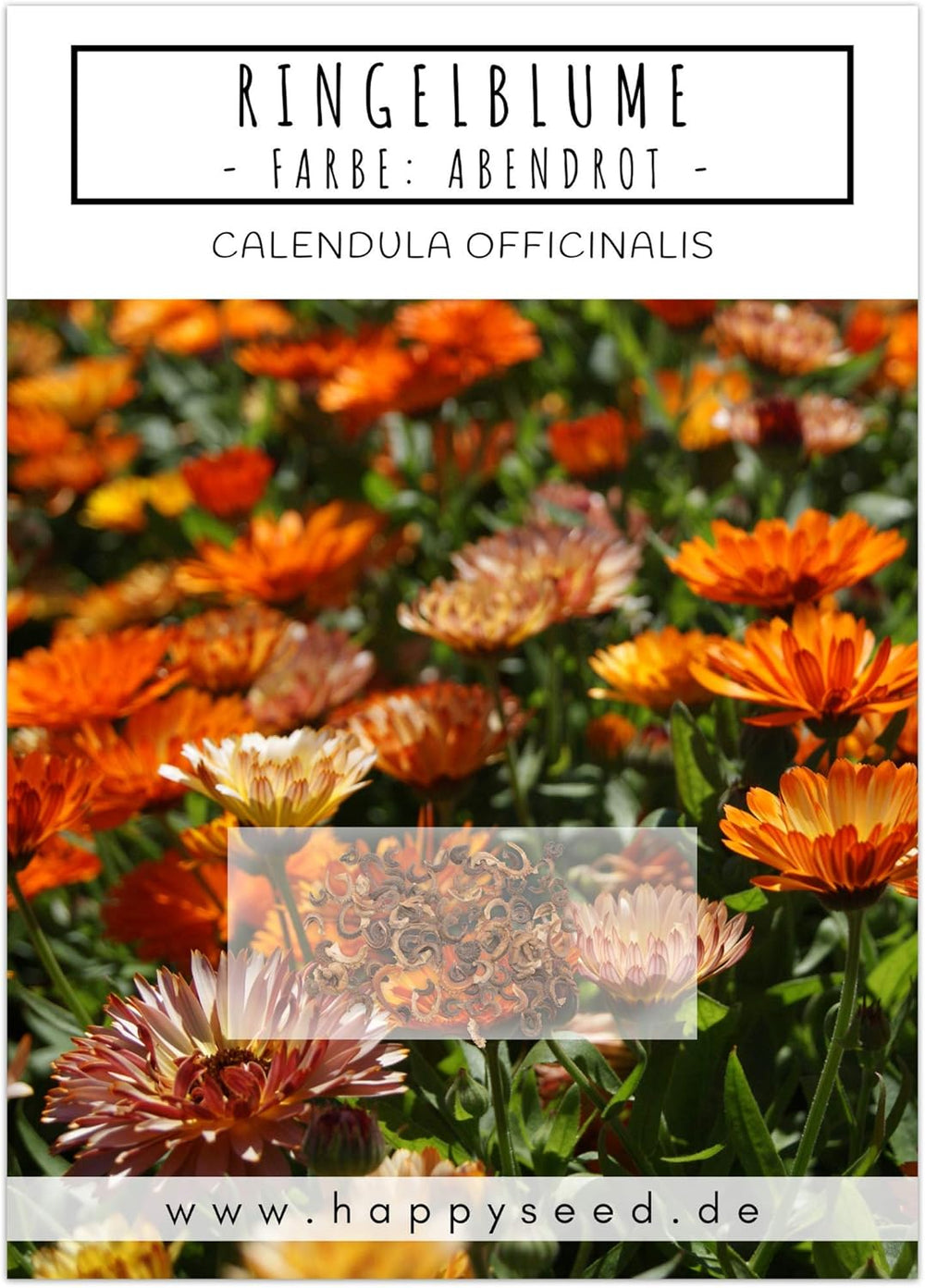 Graines de Calendula (Calendula officinalis) - Plante médicinale polyvalente aux fleurs comestibles et idéale pour une prairie fleurie colorée (Abendrot)
