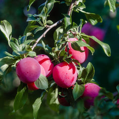 Fortune Pflaumen - Obstpflanze Auf Blumentopf 26 - Baum Max 200 Cm - 4 Jahre Anbau Italien