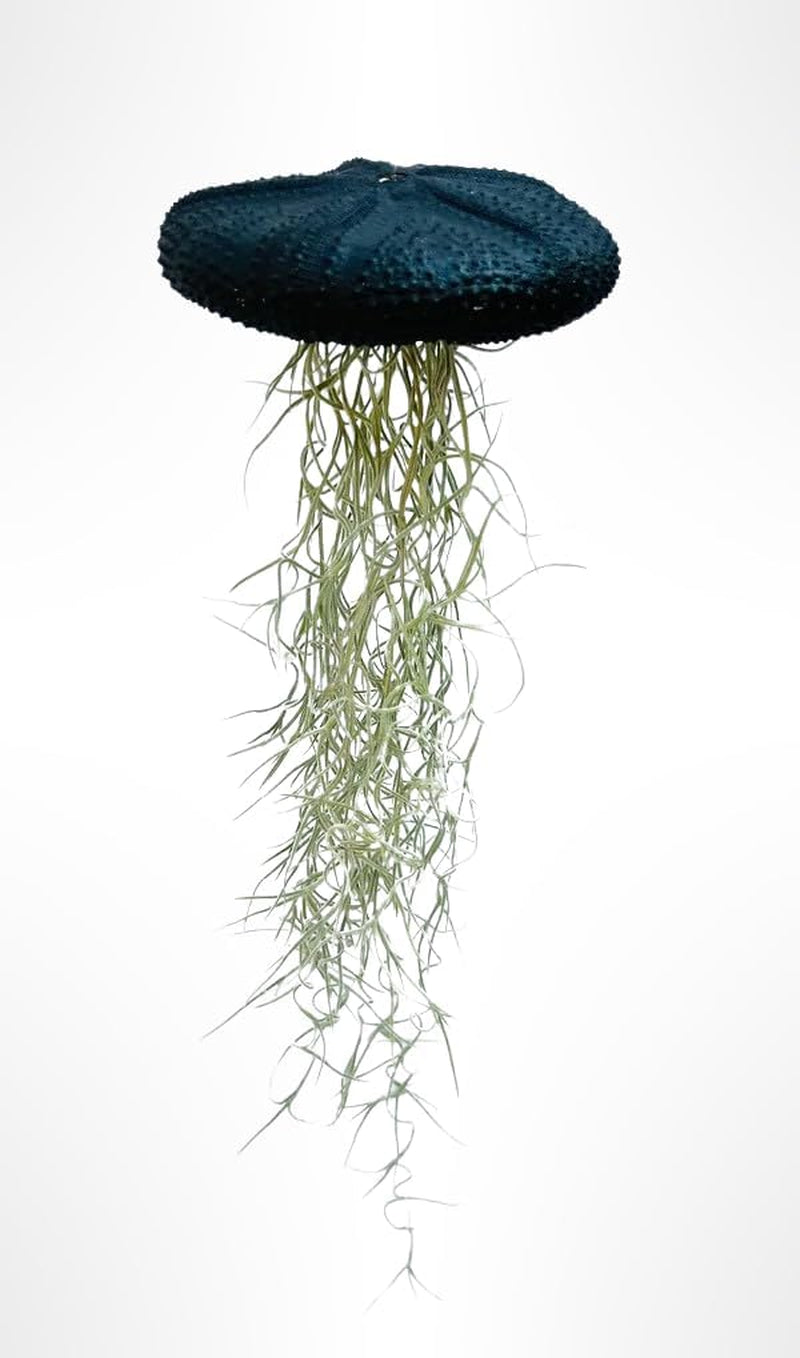 Riesenqualle Schwarz. Luftpflanzen-Qualle Mit Grosse Schwarzen Seeigel Und Spanisches Moos.