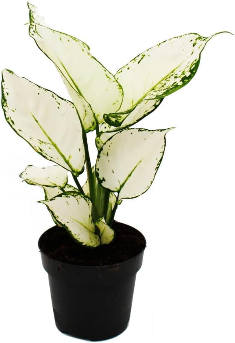 Exotenherz Aglaonema Rose Parakeet - Buntblättriger Kolbenfaden - Ausgefallene Sorten - 12Cm - Ca. 25-30Cm Hoch