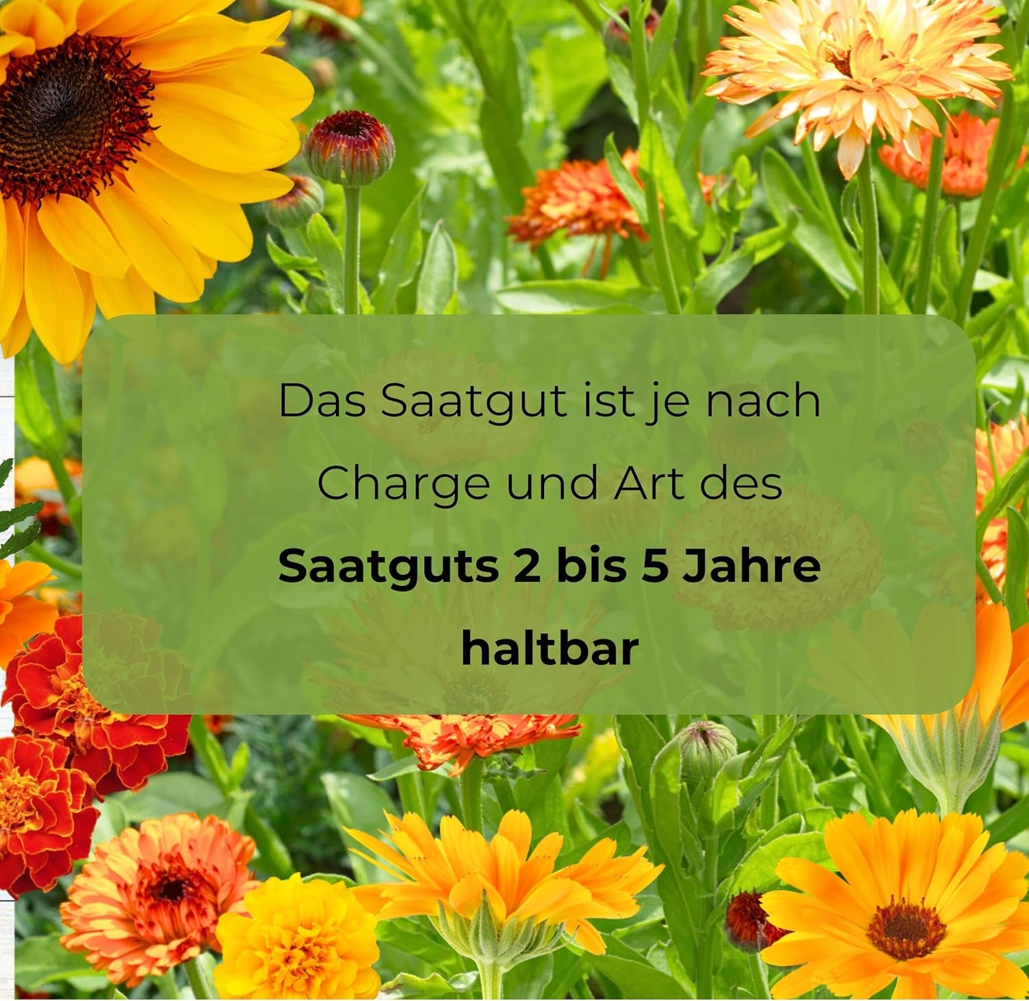 Cosmos Sensation Mix 1g graines, Cosmos Mix Fleurs d'été, Plantes de jardin Plantes de balcon, Graines de fleurs