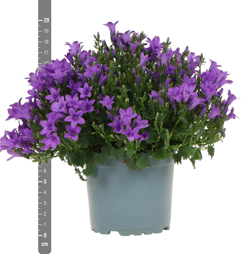 Campanula Addenda - Glockenblume Lila Topfgröße 12Cm - Mehrjährig - Winterhart