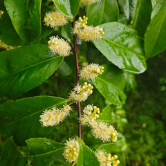Kirschlorbeer, Prunus Laurocerasus, Pflanzensamen Kirschlorbeer Winterhart, Balkonpflanzen Garten Alte Sorten 200Samen