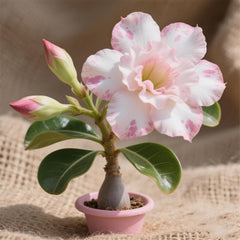 Lebende Pflanzen,Winterhart pflanzen, Mehrjährige Blumenzwiebel ist winterhart, Mysteriöse magische Glühbirne, Blumenzwiebel Mix,3 ans-1 Wüstenrose knollen -I