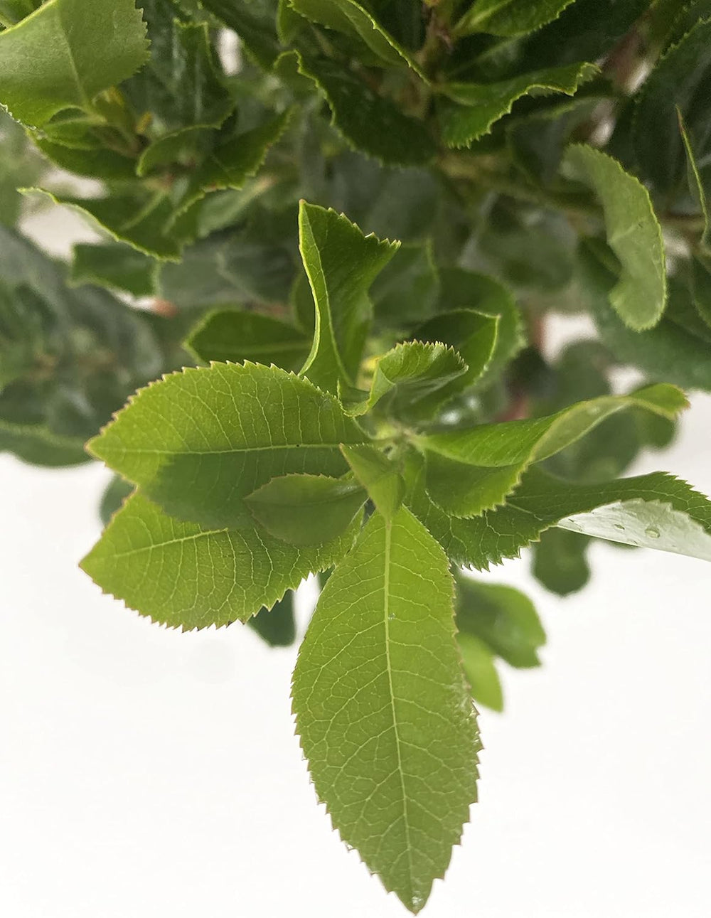 KENTIS - Fraisiers (Arbutus unedo) – Plantes rustiques pour le jardin – Plante persistante, véritable – Hauteur 80-100 cm, pot Ø 24 cm