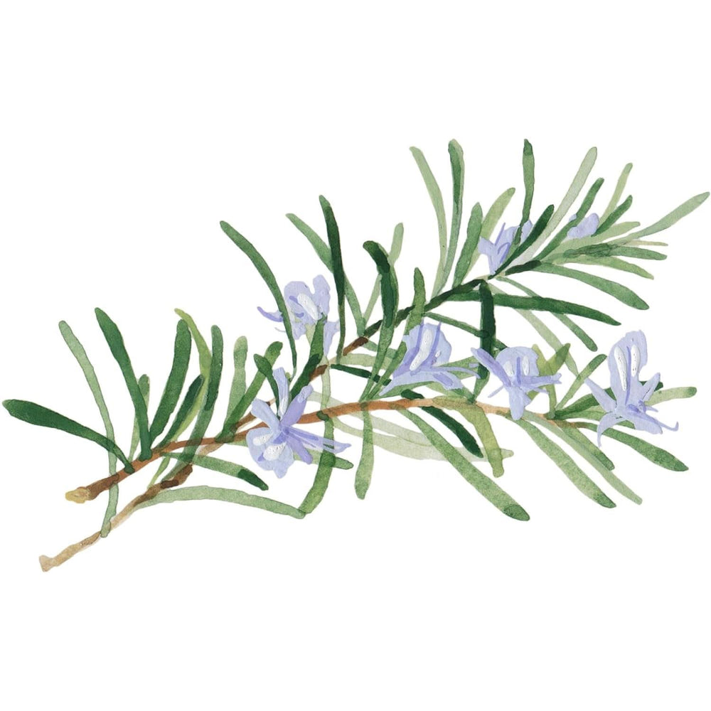 WELEDA Beurre Corporel Skin Food Bio, Crème de soin corps unisexe pour le soin des peaux sèches et rugueuses, 150 ml Douche et bain Naty Shop