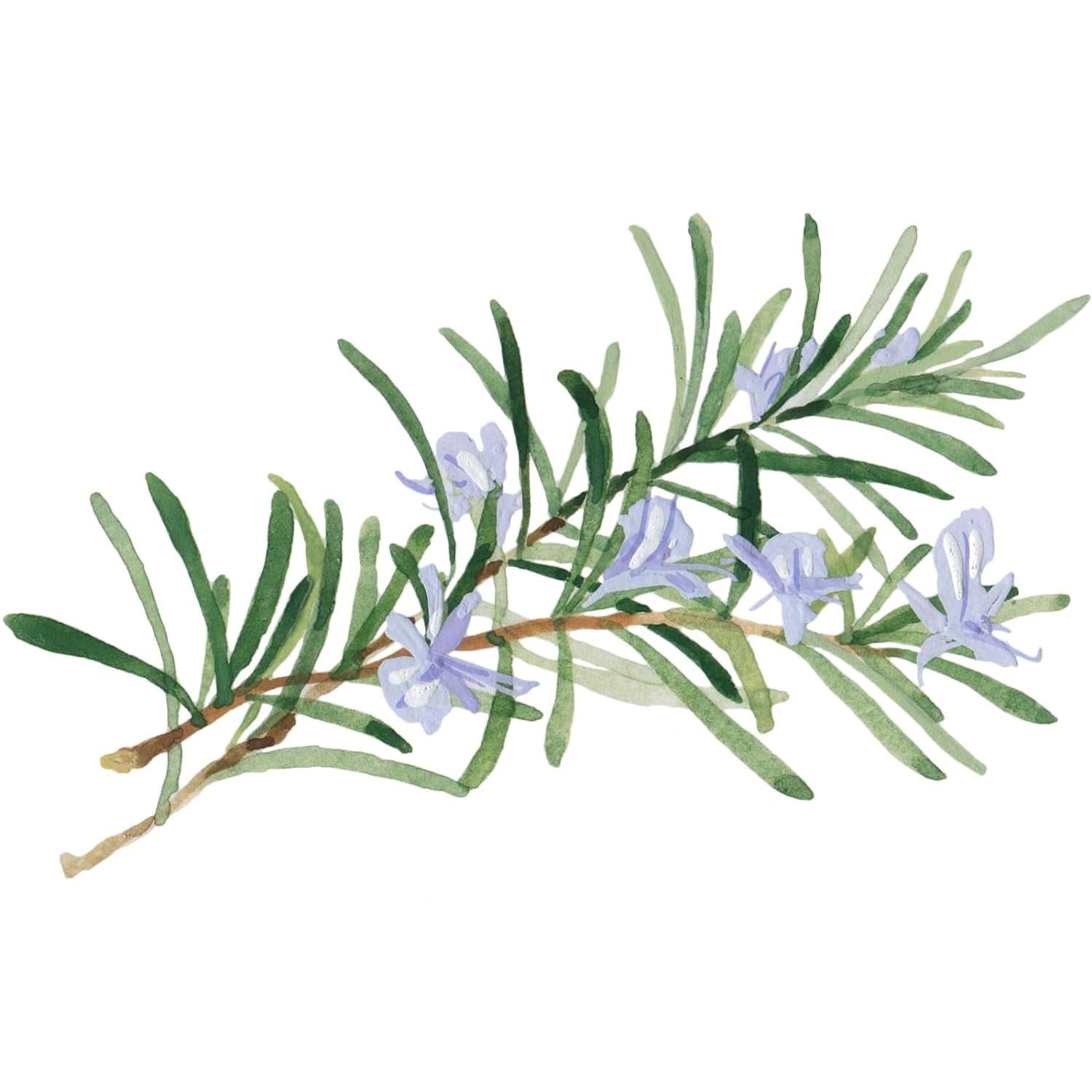 WELEDA Bio Skin, Crème de soin peaux très sèches, 75 ml Douche et bain Naty Shop