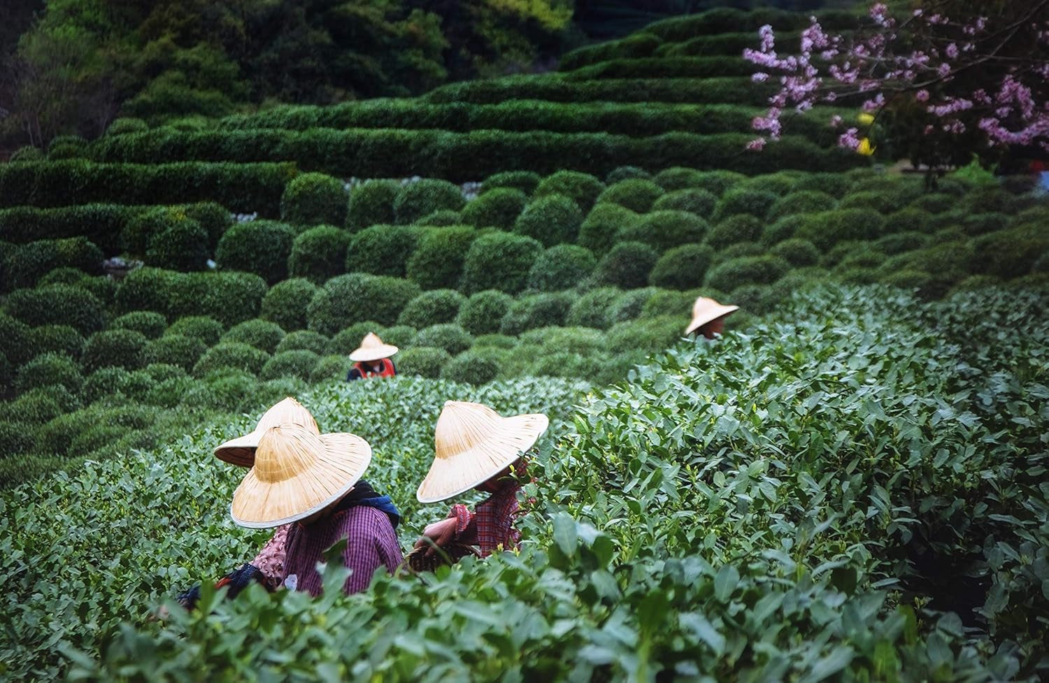 Thé Oolong Tie Guan Yin d'Anxi, Chine | Récolte 2025 | Thé Oolong chinois de haute qualité | Thé chinois premium issu de plantations traditionnelles 100 g