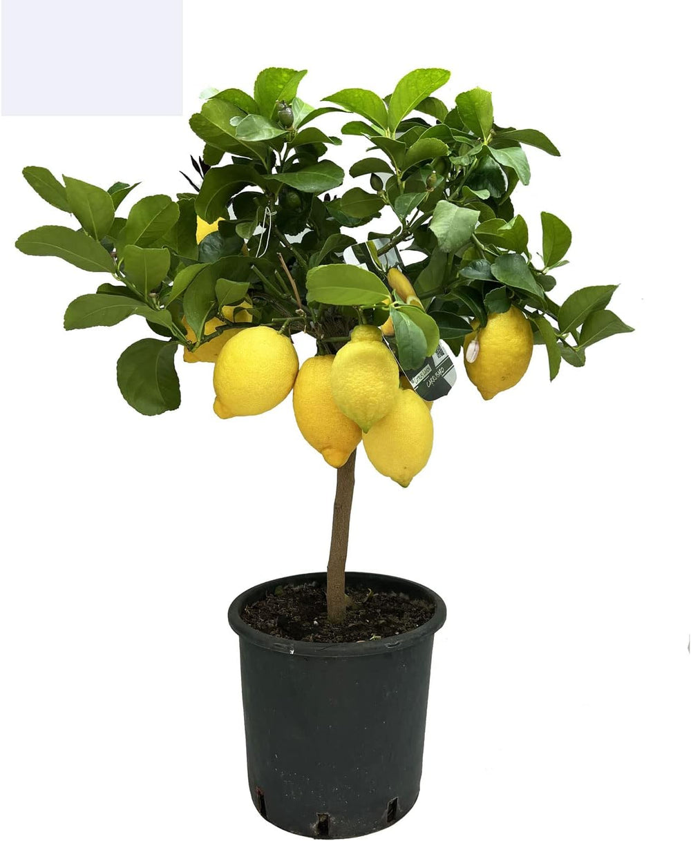 SAVINI VIVAI Zitronenpflanze, Zitrusbaum, Johannisbrotbaum, Zitronensetzling Im 20 Cm Topf, Höhe 70 Cm, 2-3 Jahre Veredelung, Hergestellt in Italien