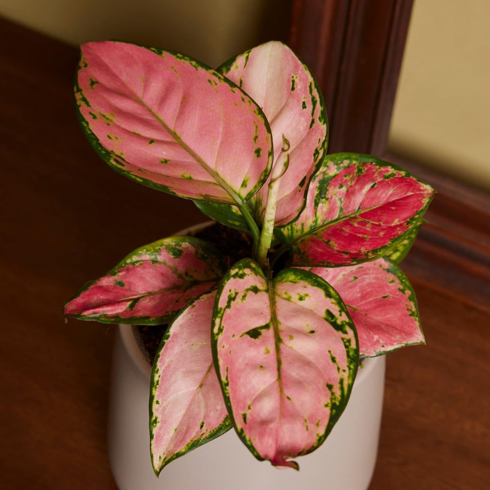 Aglaonema Pink Princess - Zimmerpflanze - Zimmerpflanzen, Pflanzen Echt, Nachhaltige Verpackung - 12Cm Topf - Höhe 30Cm - Direkt Von Der Gärtnerei
