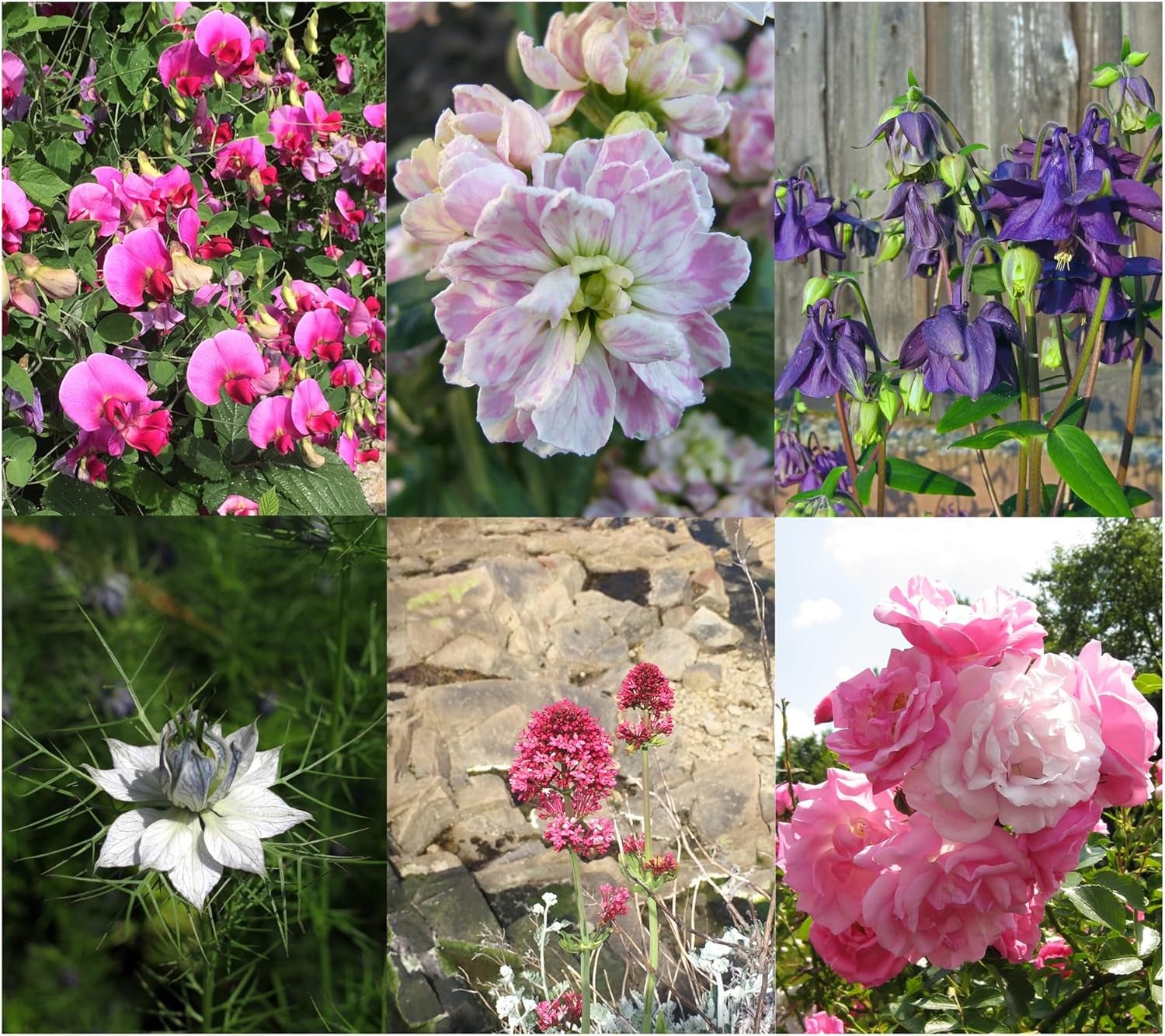 Magic Garden Seeds - Ensemble de graines de semence pour plantes vertes avec 6 prächtigen alten Blumensorten für den Bauerngarten - Blumensamen alte Sorten - Blumen Samen - Garden Geschenk