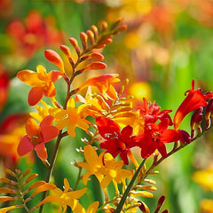 Blumenzwiebeln | Zwiebeln von den besten niederländischen Produzenten | Auswahl und Qualitätskontrolle | Blühgarantie. (15 Crocosmia Mischung)