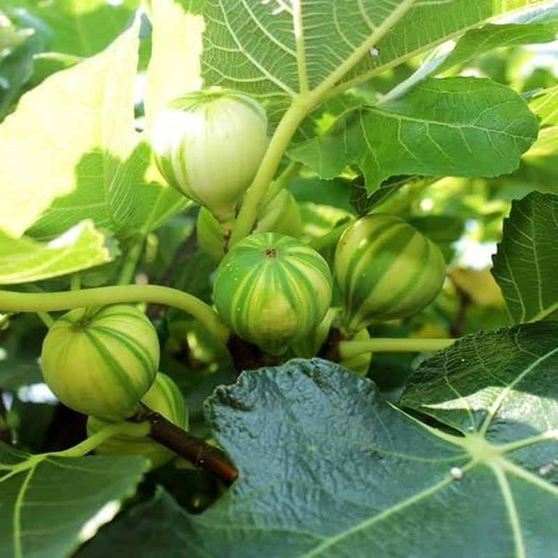 Feigenbaum Panascè – Obstpflanze Alte Sorte Topf Ø 26 Cm, Max. Wuchshöhe 180 Cm – Alter: 4 Jahre - Italienische Baumschule