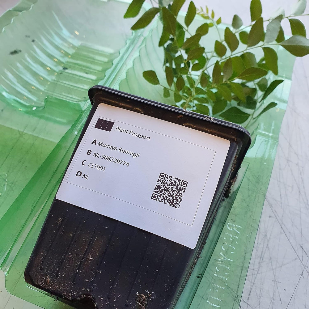 1 Baum au Curryblatt | Murraya Koenigii | Aus Samen gezogen | Selten dans l'UE | Cuisine indienne et sri lankaise | 10-15 cm de haut en 7 cm de haut | Plantes de curry | Bergera Koenigii