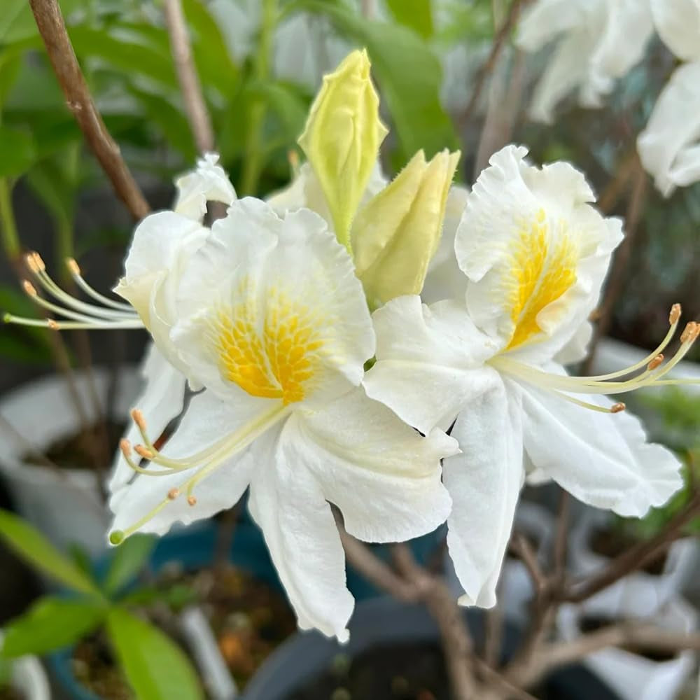 Rhododendron Gartenblumen, Zimmerpflanzen Seltene Azalee Deko, Blumenwiese Mehrjährig, Herbst Deko 60Samen