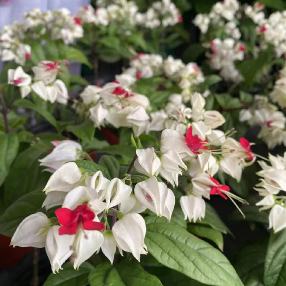Clerodendrumthomsonaesamen, Frühlings Garten Wild Mehrjährig Winterhart 250Pcs