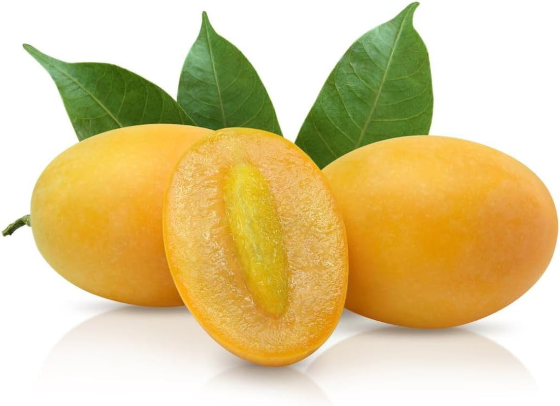 Pappagona-Pflaumen - Obstpflanze Alte Frucht Auf Rasentopf 26 - Baum Max 180 Cm – 4 Jahre Anbau Italien
