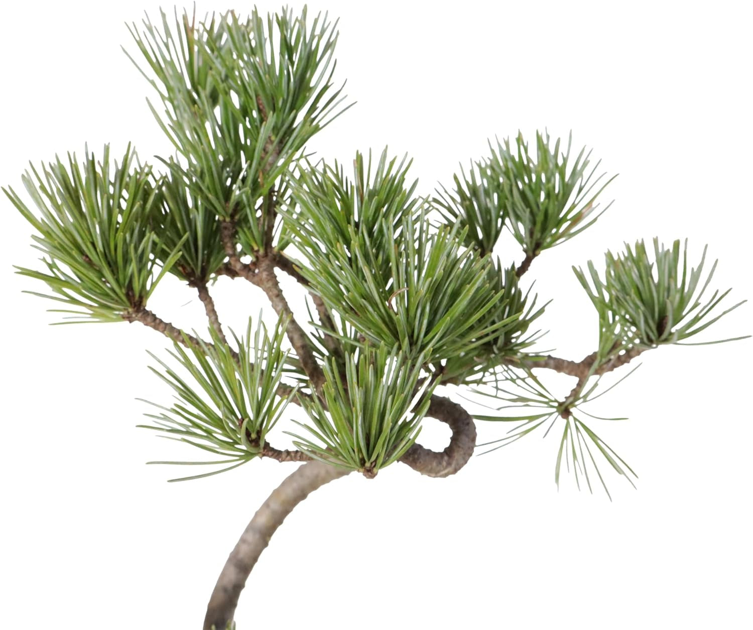 KENTIS - Kiefernbonsai - Pinus Parviflora Pentaphylla - Echter Dekorativer Freilandbonsai - Echte Pflanzen - H 35-45 Cm Topf Ø 17 Cm