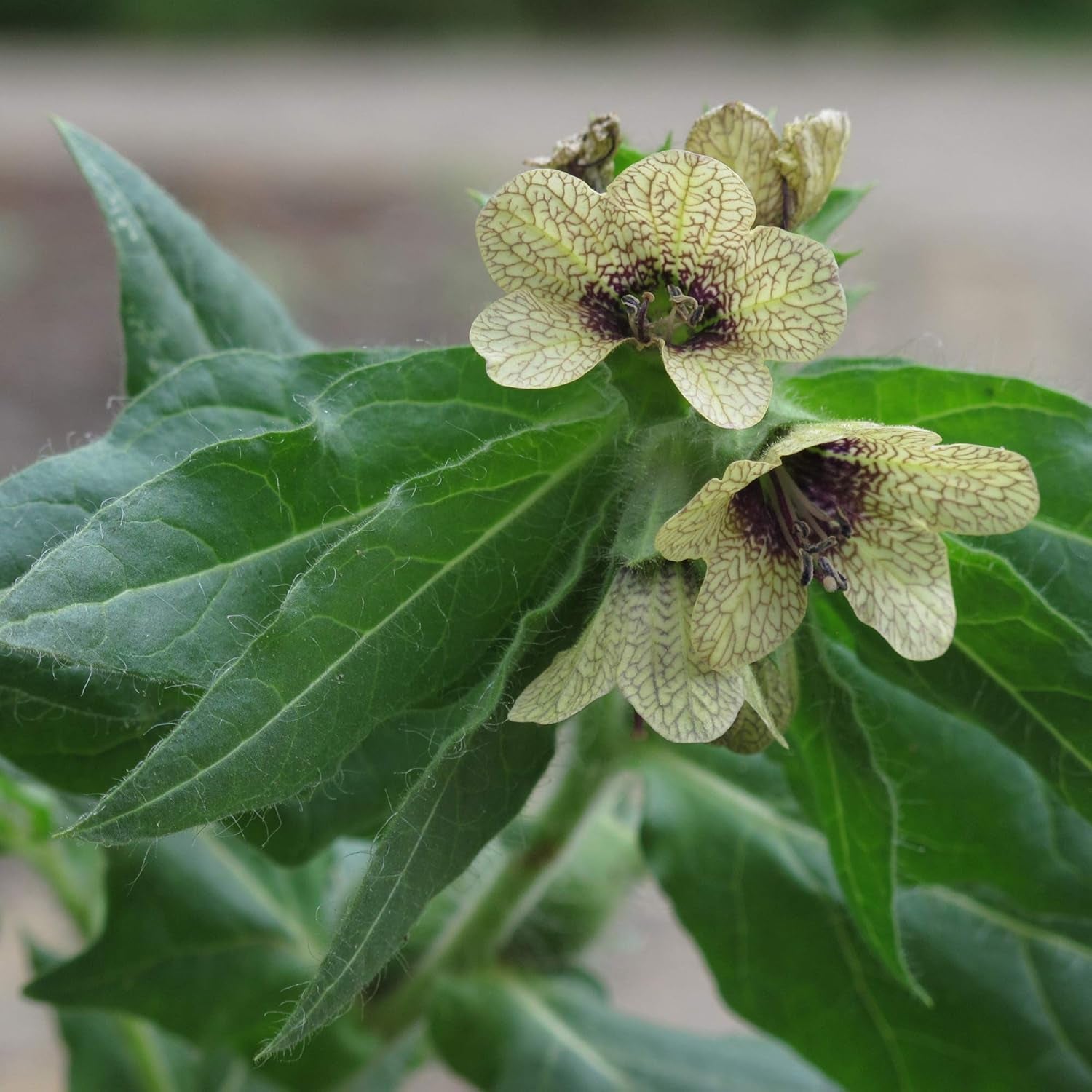 Plantes de prêle légendaires - Ensemble de graines avec 5 plantes magiques