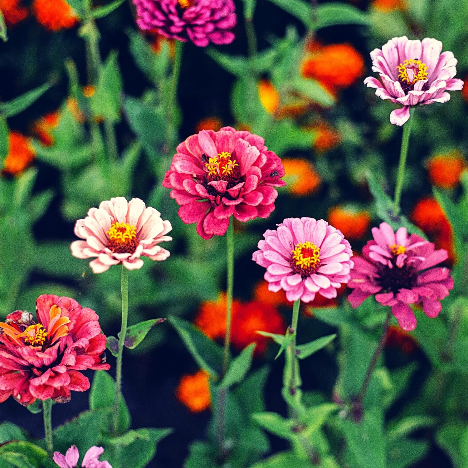 Mélange de graines de Zinnia (Zinnia) - Fleurs d'été colorées pour le parterre de jardin, le balcon, la terrasse et comme fleurs coupées dans des vases