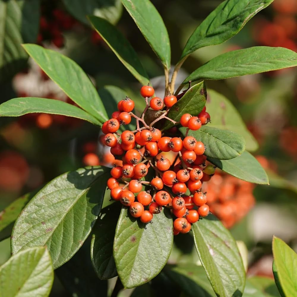 Teppichmispel, Herbstblumen Winterhart Bodendecker Cotoneaster Dammeri, Für Sonnige Plätze Schnell Wachsende Sträucher Blumensamen Bio Bodendecker 20Samen