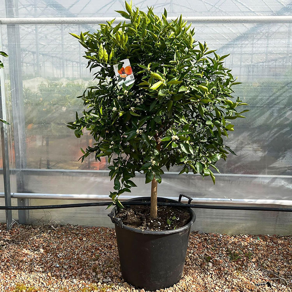 SAVINI VIVAI Clementinenpflanze, Gewöhnlicher Clementinen-Zitrusbaum Im 20 Cm Topf, Höhe 70 Cm, 2-3 Jahre Veredelung, Hergestellt in Italien