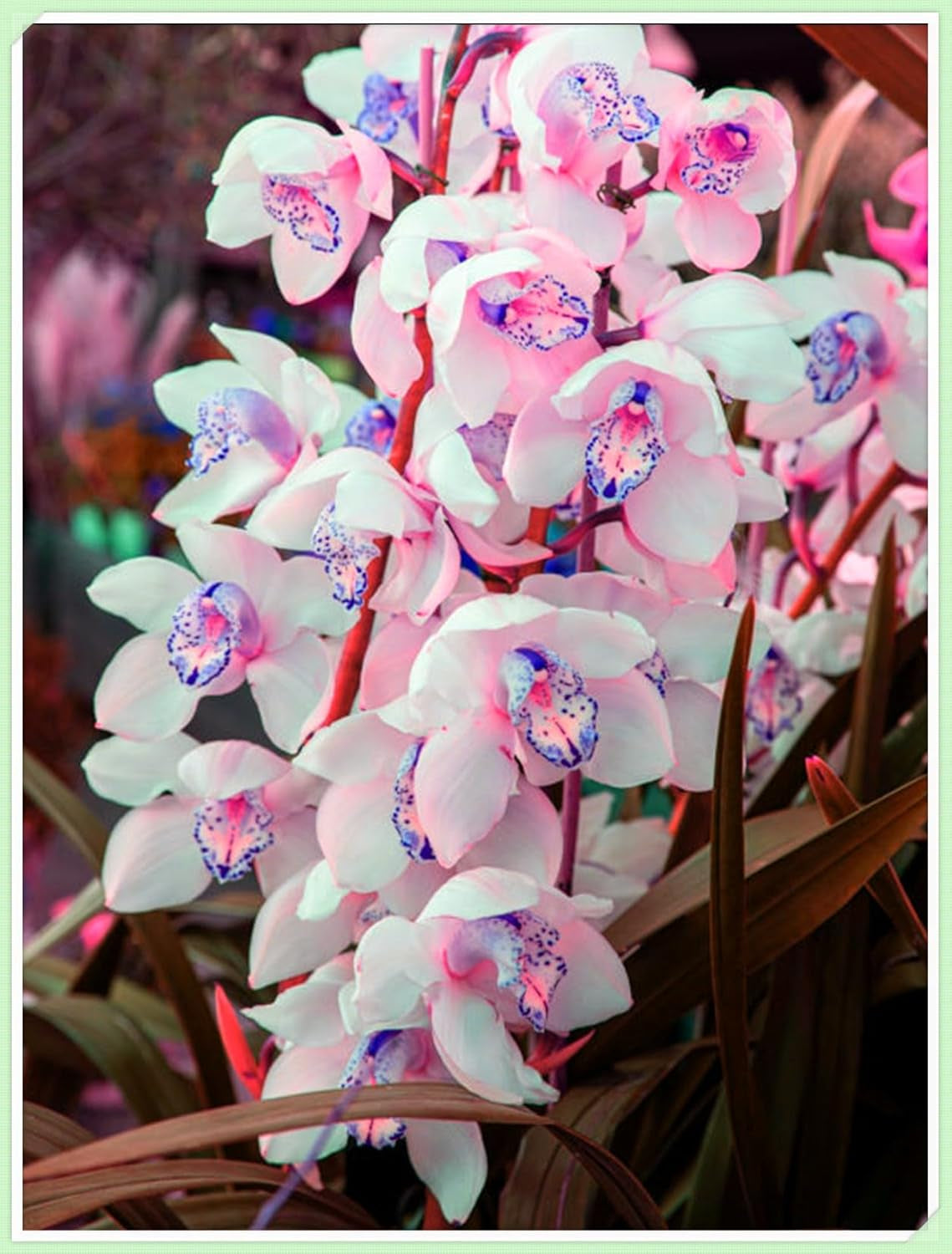 Mélange de bulbes de fleurs, ampoule magique mystère, plantation rustique, bulbe de fleurs vivaces résistant à l’hiver, bulbes rustiques - 3 bulbes d’orchidées