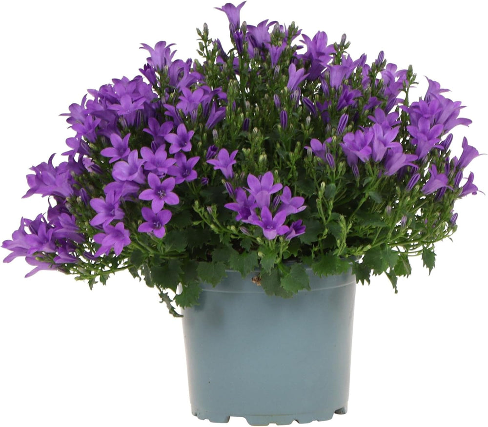 Campanula Addenda - Glockenblume Lila Topfgröße 12Cm - Mehrjährig - Winterhart