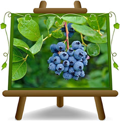 Schwarze Blaubeeren Riesige Amerikanisch Vielfalt Elliot - Obstpflanze Antik Auf Blumentopf 20 - Baum Max 50-100 Cm – 2 Jahre Anbau Italien