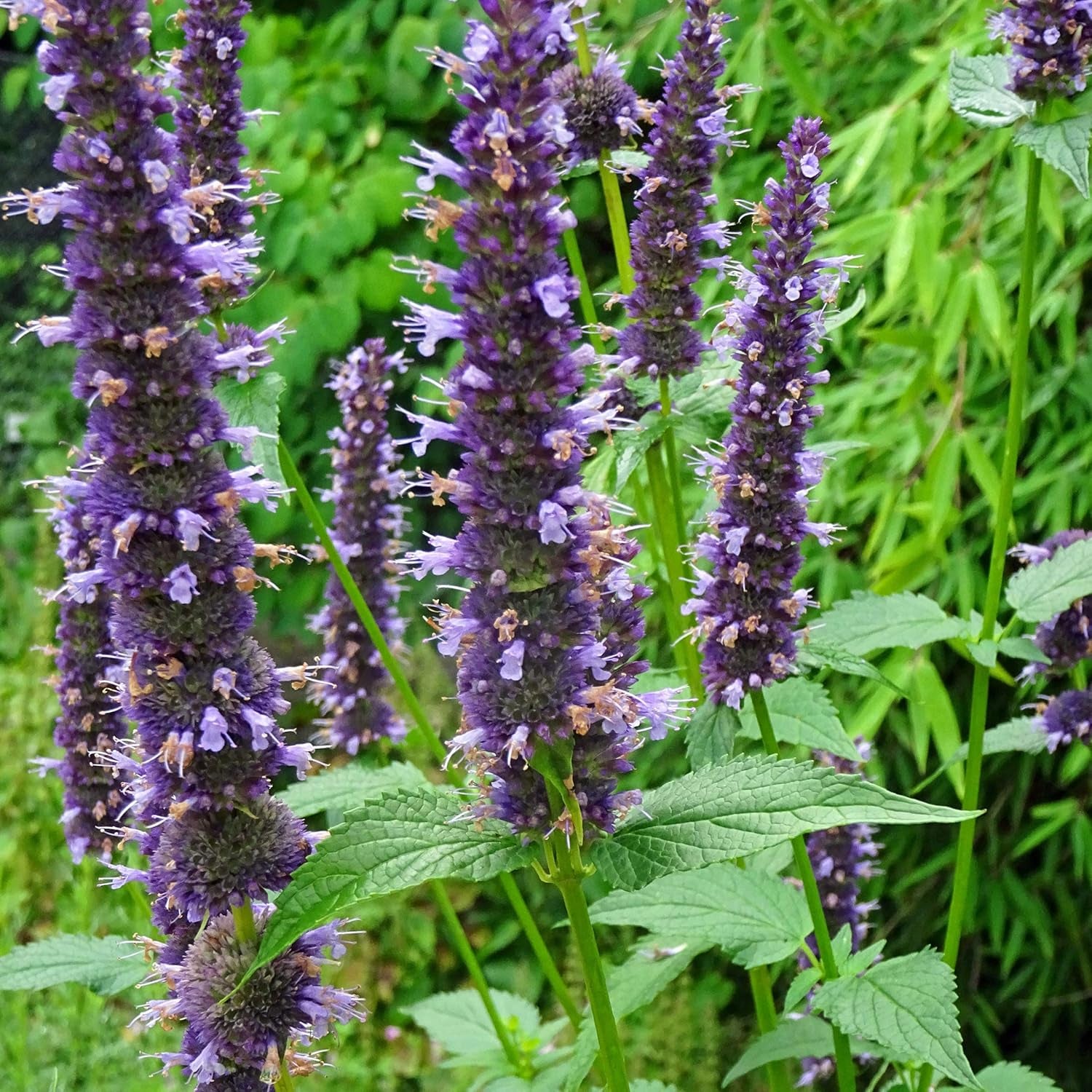 Plantes odorantes - Samenset mit 6 prachtvoll duftenden Blühpflanzen