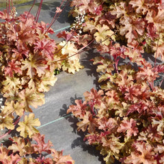 Heuchera - Purpurglöckchen Schnell Wachsende Sträucher Hochbeet Sträucher Winterhart Blühend Zimmerpflanzen Gartenpflanzen Blumensamen Gastgeschenk Steingartenpflanzen Wildblumen 450Samen