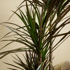 Bloomique - Dracaena Marginata - Drachenbaum - Zimmerpflanzen Groß - Pflegeleicht - Luftreinigend - Höhe 90-110 Cm - Topf 21 Cm
