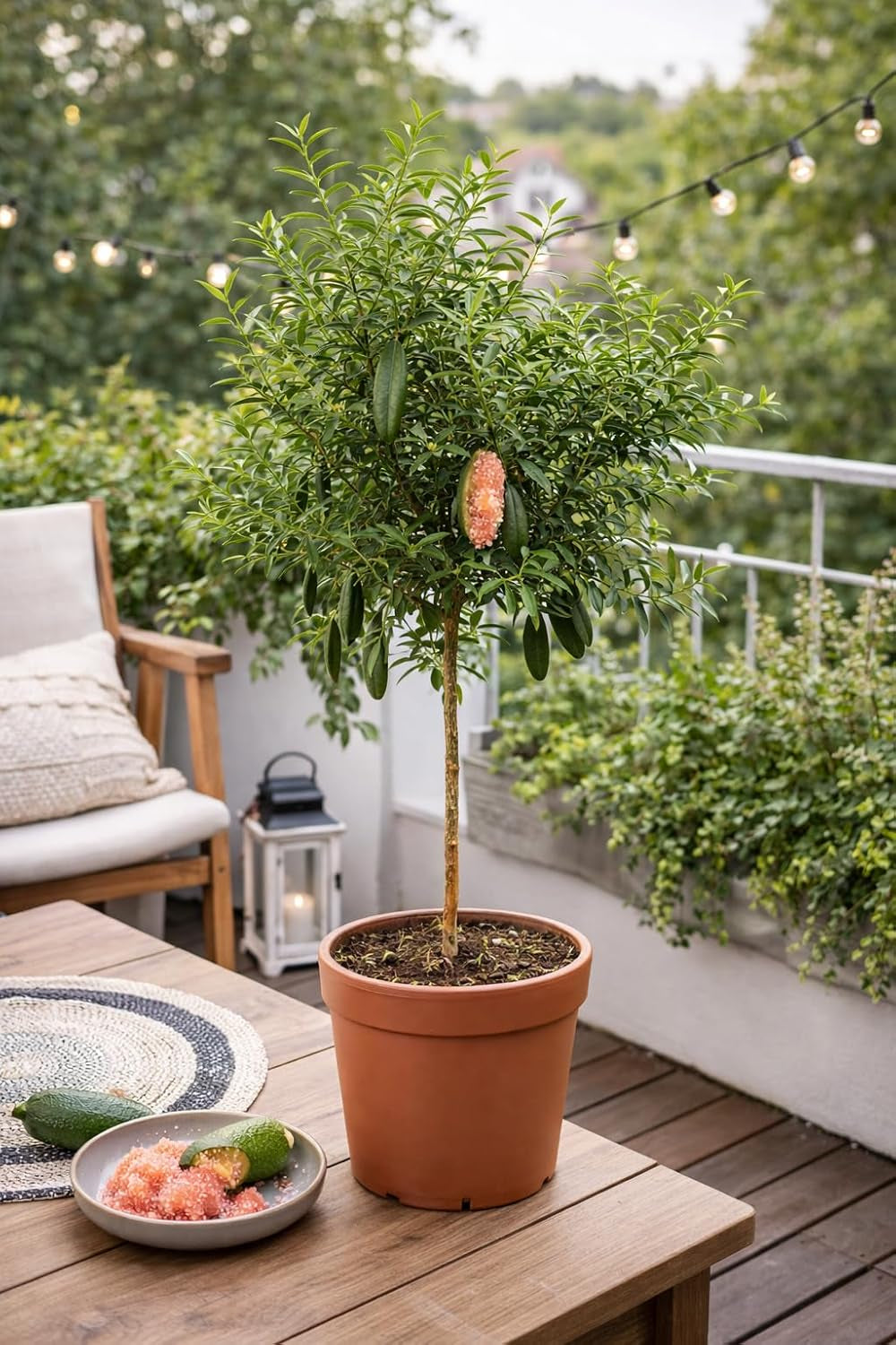 Australische Fingerlimette 60-70 Cm – Kaviar Limette (Caviar-Limette) – Microcitrus Australasica – Exotische Zitrusfrucht Mit Intensiven Aromen – Ideal Für Cocktails, Saucen & Dekoration