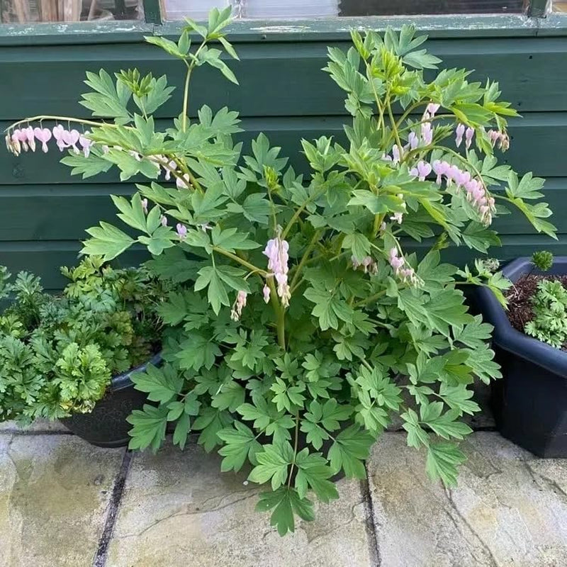 Tränendes Herz, Dicentra Spectabilis - Balkon Blumenwiese Topfblumen Minigarten Bio Balkon Blumendeko Herbst Deko Winterharte Garten Zimmerbonsai Grünpflanzen Balkonpflanzen 40Samen