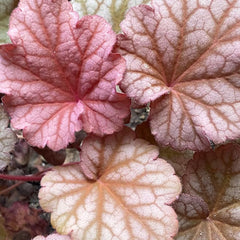 Heuchera Heilkräuter Nachhaltige Geschenke Purpurglöckchen Kaufen Deko Wohnzimmer Frühlingsblumen Immergrüne Sträucher Hecken Wildkräuter Luftreinigende Zimmerpflanzen 350Samen