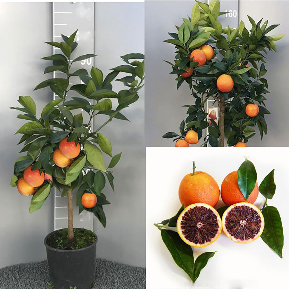 SAVINI VIVAI Orangenpflanze, Dunkeloranger Zitrusbaum Im 20 Cm Topf, Höhe 70 Cm, 2-3 Jahre Veredelung, Hergestellt in Italien