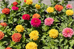 500 graines de zinnia et de dahlia, mélange coloré, fleurs de jardin, couches de fleurs, pots de balcon