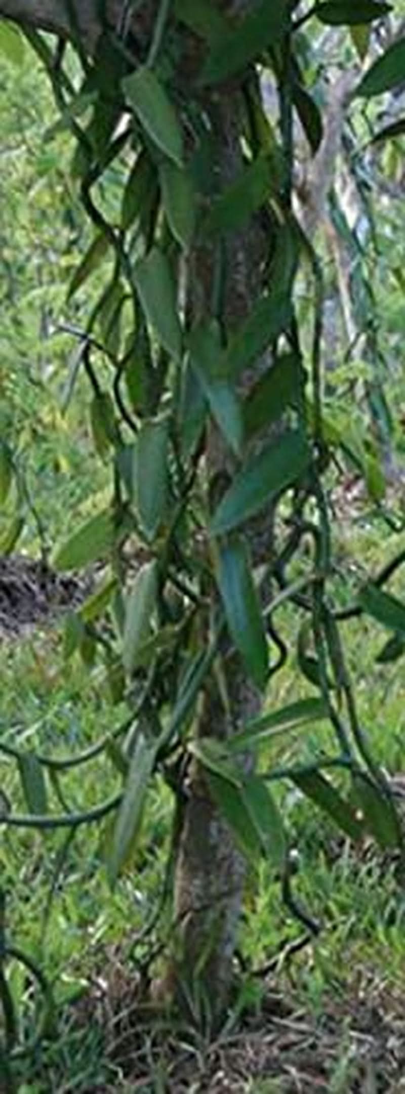 Poudre de vanille 50 G, poudre de vanille moulue 100% pure Arômes Naty Shop