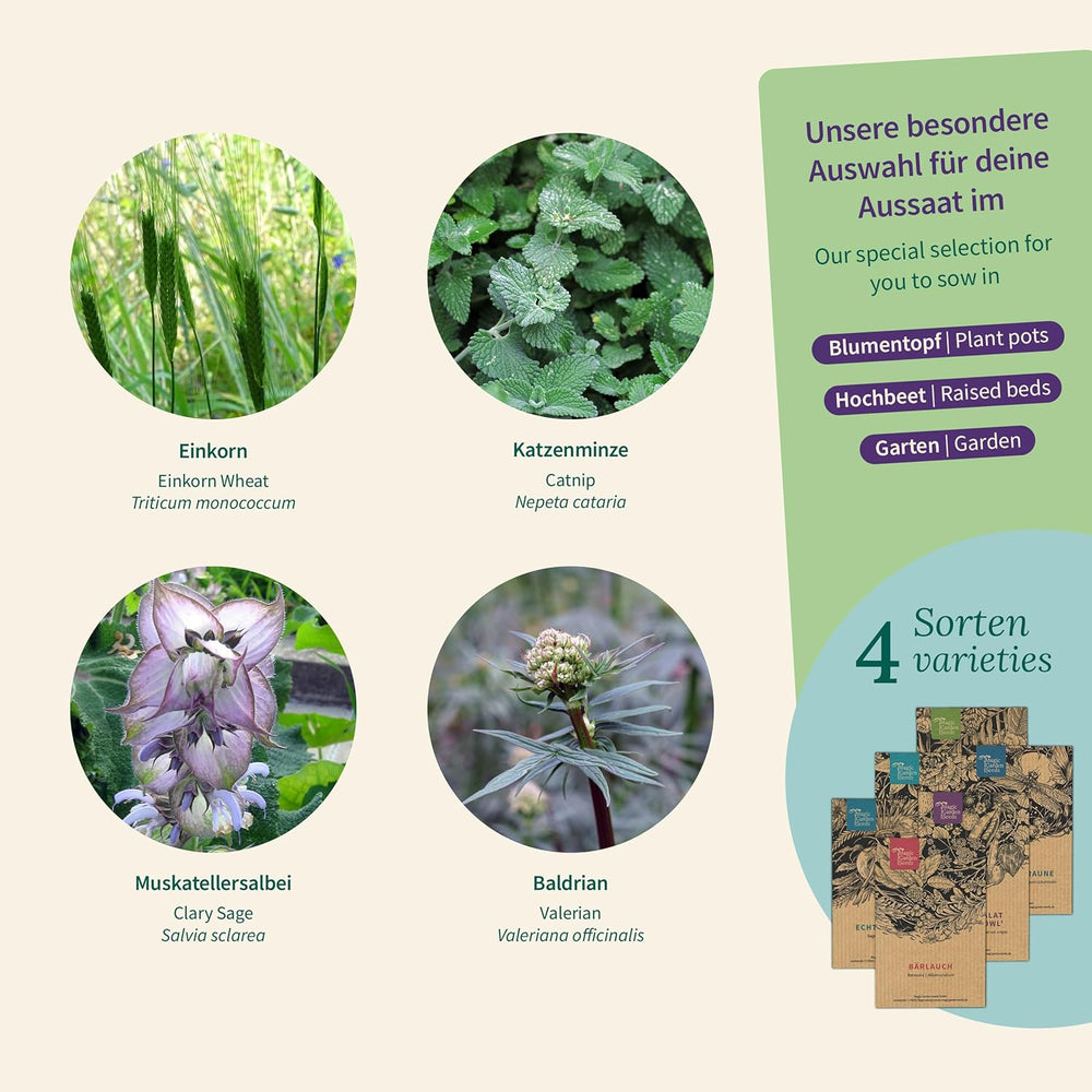 Magic Garden Seeds - Herbes pour chats : herbe à chat, valériane, sauge et herbe à chat - Boîte de graines avec 4 plantes pour jouer, grignoter et se détendre