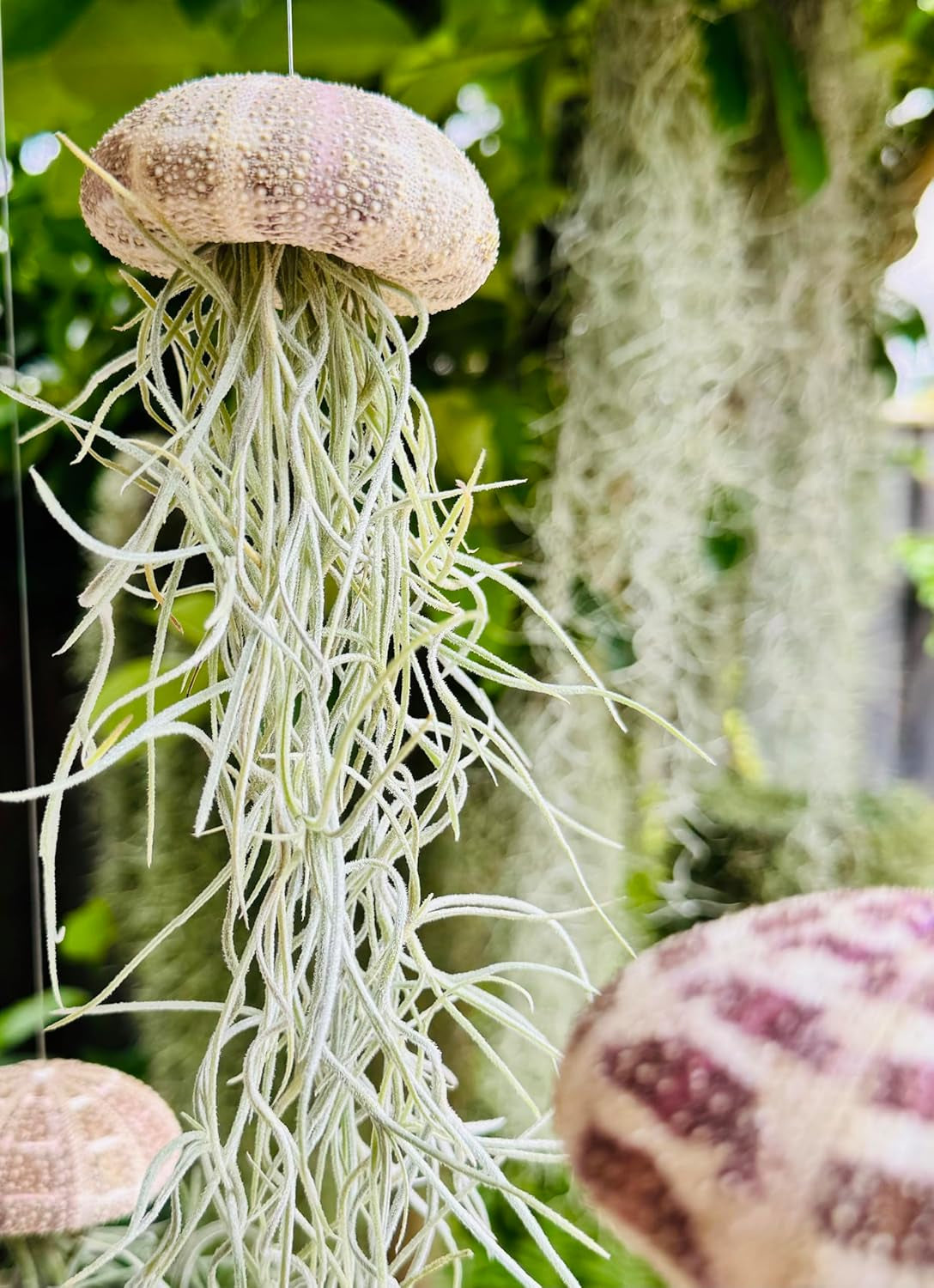 Tillandsien Pflanzen - Luftpflanzen Echt - Air Plants - Tilldandsia - 3Er Set Quallenpflanzen Mit Alfonso-Seeigeln - Bromeliengewächs - Spanisches Moos - Luftpflanzen Halterung - Trendyairplants